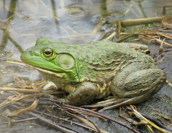 American Bullfrog